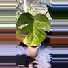 plant/Monstera Aurea Green on Green! 💚💚💚-1-thumbnail