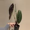 plant/Alocasia sedenii-1-thumbnail