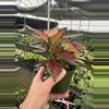 plant/Aglaonema black maroon 4” pot growers choice-6-thumbnail