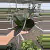 plant/Scindapsus treubii dark form 4” pot growers choice-4-thumbnail