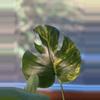 plant/Monstera Aurea Green on Green! 💚💚💚-3-thumbnail