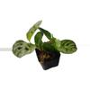 plant/Maranta sp. Repens?-0-thumbnail