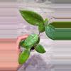 plant/Hoya Limoniaca-1-thumbnail