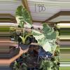 plant/Shipping 2 days-0-thumbnail