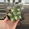 plant/Variegated agave 4” pot growers choice-2-thumbnail