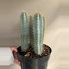 plant/Pilosocereus pachycladus (blue torch cactus)-0-thumbnail