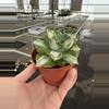 plant/Variegated agave 4” pot growers choice-4-thumbnail