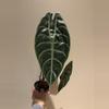 plant/Alocasia sedenii-0-thumbnail
