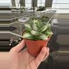 plant/Variegated agave 4” pot growers choice-5-thumbnail