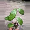 plant/Hoya Ko Chang island-0-thumbnail