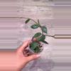 plant/Hoya Lacunosa sp Aceh-1-thumbnail