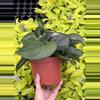 plant/Scindapsus Jade Satin 6” pot growers choice-1-thumbnail