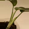 plant/Rhaphidophora tetrasperma variegated (reverted?)-2-thumbnail