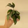 plant/Rhaphidophora tetrasperma variegated (reverted?)-0-thumbnail