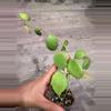 plant/Hoya Kastbergii-0-thumbnail