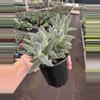 plant/Crassula tarantula 4” pot growers choice-5-thumbnail