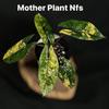 plant/Alocasia Scalprum Aurea-2-thumbnail