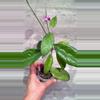 plant/Hoya Tequila sunrise-1-thumbnail