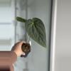 plant/Magnificum x BVEP RA9-0-thumbnail