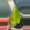 plant/Alocasia Scalprum Aurea-1-thumbnail