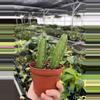 plant/Stapelia gigantea 4” pot growers choice-4-thumbnail