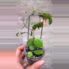 plant/Dischidia one stripe-1-thumbnail