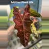 plant/Alocasia Pink Pseudo Sanderiana-1-thumbnail