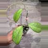plant/Hoya Patcharawalai seedling by ice-0-thumbnail