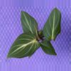 plant/Philodendron gloriosum Dark Form-0-thumbnail