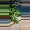 plant/Alocasia "low rider"-0-thumbnail