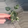 plant/Alocasia Maharani Albo Corm-2-thumbnail