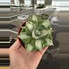 plant/Variegated agave 4” pot growers choice-1-thumbnail