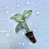 plant/Amydrium medium ‘Silver’-0-thumbnail