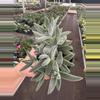 plant/Crassula tarantula 4” pot growers choice-3-thumbnail