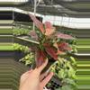 plant/Aglaonema black maroon 4” pot growers choice-5-thumbnail