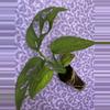 plant/Monstera esqueleto-0-thumbnail
