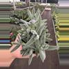 plant/Crassula tarantula 4” pot growers choice-2-thumbnail