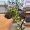 plant/Hoya lacunosa tri color Bruno-2-thumbnail