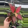 plant/Aglaonema black maroon 4” pot growers choice-2-thumbnail
