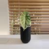 plant/Self watering pot 4" - black-2-thumbnail
