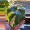 plant/Monstera Aurea Green on Green! 💚💚💚-2-thumbnail