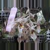 plant/#55 Stanhopea Assinenses-0-thumbnail