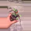 plant/Hoya Krohniana Super Silver Black-1-thumbnail