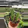 plant/Stapelia gigantea 4” pot growers choice-1-thumbnail