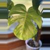 plant/Monstera Aurea Green on Green! 💚💚💚-0-thumbnail