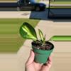 plant/Hoya obovata inner var splash-1-thumbnail