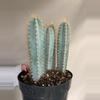 plant/Pilosocereus pachycladus (blue torch cactus)-1-thumbnail