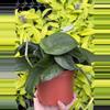 plant/Scindapsus Jade Satin 6” pot growers choice-4-thumbnail