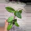 plant/Hoya Limoniaca-0-thumbnail