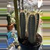 plant/Pilosocereus pachycladus (blue torch cactus)-3-thumbnail